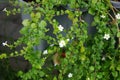 Sutera cordata \'Big Baja\' blooms with white flowers in a flower pot in autumn. Berlin, Germany.