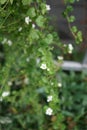 Sutera cordata \'Big Baja\' blooms with white flowers in a flower pot in autumn. Berlin, Germany.