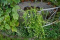 Sutera cordata \'Big Baja\' blooms with white flowers in a flower pot in autumn. Berlin, Germany.