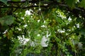 Sutera cordata \'Big Baja\' blooms with white flowers in a flower pot in autumn. Berlin, Germany.