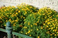 Tagetes tenuifolia \'Gnom\' blooms with yellow-orange flowers in July. Berlin, Germany