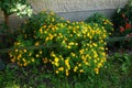 Tagetes tenuifolia \'Gnom\' blooms with yellow-orange flowers in July. Berlin, Germany