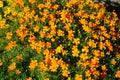 Tagetes tenuifolia \'Tangerine\' flowers bloom in July. Berlin, Germany Royalty Free Stock Photo