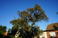 A tall apple tree with ripe yellow-red apples grows in September. Berlin, Germany Royalty Free Stock Photo