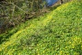 Thickets of wild blackberries Rubus fruticosus and yellow flowers of Ficaria verna on the river bank in April. Berlin, Germany Royalty Free Stock Photo