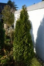 Thuja occidentalis \'Smaragd\' in the foreground and sheared Juniperus scopulorum \'Blue Arrow\'.