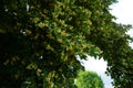 The Tilia tree blooms in June. Berlin, Germany