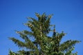 The tip of Picea abies is with branches with cones in July. Berlin, Germany Royalty Free Stock Photo