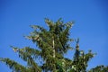 The tip of Picea abies is with branches with cones in July. Berlin, Germany Royalty Free Stock Photo