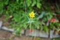 Tragopogon dubius is a species of salsify. Berlin, Germany Royalty Free Stock Photo