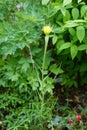 Tragopogon dubius is a species of salsify. Berlin, Germany Royalty Free Stock Photo