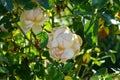 Tree rose, Rosa \'Myriam\', blooms with strong antique pink flowers in July in the park. Berlin, Germany Royalty Free Stock Photo