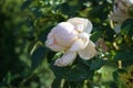 Tree rose, Rosa \'Myriam\', blooms with strong antique pink flowers in July in the park. Berlin, Germany Royalty Free Stock Photo