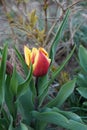 Triumph tulip \'Kees Nelis\' yellow-red blooms in the garden in spring. Berlin, Germany