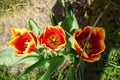 Triumph tulip \'Kees Nelis\' yellow-red blooms in the garden in spring. Berlin, Germany