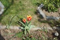 Triumph tulip \'Kees Nelis\' yellow-red blooms in the garden in spring. Berlin, Germany