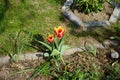 Triumph tulip \'Kees Nelis\' yellow-red blooms in the garden in spring. Berlin, Germany