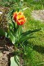 Triumph tulip \'Kees Nelis\' yellow-red blooms in the garden in spring. Berlin, Germany