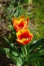 Triumph tulip \'Kees Nelis\' yellow-red blooms in the garden in spring. Berlin, Germany