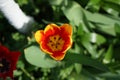 Triumph tulip \'Kees Nelis\' yellow-red blooms in the garden in spring. Berlin, Germany