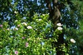 Two Hibiscus syriacus bushes bloom with white and pink with red centers flowers in July. Berlin, Germany Royalty Free Stock Photo