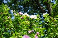 Two Hibiscus syriacus bushes bloom with white and pink with red centers flowers in July. Berlin, Germany Royalty Free Stock Photo