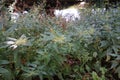 Urtica dioica blooms in July on the bank of the river. Berlin, Germany Royalty Free Stock Photo