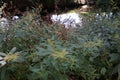 Urtica dioica blooms in July on the bank of the river. Berlin, Germany Royalty Free Stock Photo