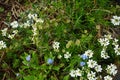 White flowers of Iberis sempervirens and blue flowers of Myosotis palustris in the garden in April. Berlin, Germany Royalty Free Stock Photo