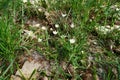 White flowers of Sanguinaria canadensis in April. Berlin, Germany