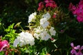 White and pink geraniums bloom in July in the park. Berlin, Germany