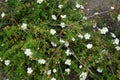 White Potentilla fruticosa \'Abbotswood\' blooms in the garden in September. Berlin, Germany