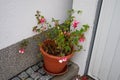 Winter-hardy fuchsias bloom in a flower pot in autumn in the garden. Berlin, Germany