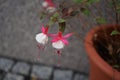 Winter-hardy fuchsias bloom in a flower pot in autumn in the garden. Berlin, Germany