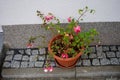 Winter-hardy fuchsias bloom in a flower pot in autumn in the garden. Berlin, Germany