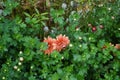 Winter hardy red-orange chrysanthemums, Chrysanthemum koreanum, bloom in autumn. Berlin, Germany Royalty Free Stock Photo