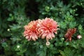 Winter hardy red-orange chrysanthemums, Chrysanthemum koreanum, bloom in autumn. Berlin, Germany Royalty Free Stock Photo