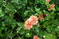 Winter hardy red-orange chrysanthemums, Chrysanthemum koreanum, bloom in autumn. Berlin, Germany Royalty Free Stock Photo