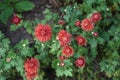 Winter hardy red-orange chrysanthemums, Chrysanthemum koreanum, bloom in October. Berlin, Germany Royalty Free Stock Photo