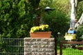 Yellow chrysanthemums bloom in October in a flower box on a fence in the garden. Berlin, Germany Royalty Free Stock Photo