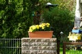 Yellow chrysanthemums bloom in October in a flower box on a fence in the garden. Berlin, Germany Royalty Free Stock Photo