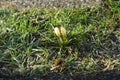 Yellow crocuses on the lawn in February. Crocus is a genus of seasonal flowering plants in the iris family. Berlin, Germany Royalty Free Stock Photo