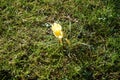 Yellow crocuses on the lawn in February. Crocus is a genus of seasonal flowering plants in the iris family. Berlin, Germany Royalty Free Stock Photo