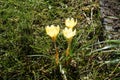 Yellow crocuses on the lawn in February. Crocus is a genus of seasonal flowering plants in the iris family. Berlin, Germany Royalty Free Stock Photo