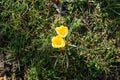 Yellow crocuses on the lawn in February. Crocus is a genus of seasonal flowering plants in the iris family. Berlin, Germany Royalty Free Stock Photo