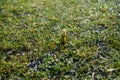 Yellow crocuses on the lawn in February. Crocus is a genus of seasonal flowering plants in the iris family. Berlin, Germany Royalty Free Stock Photo