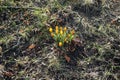 Yellow crocuses on the lawn in February. Crocus is a genus of seasonal flowering plants in the iris family. Berlin, Germany Royalty Free Stock Photo