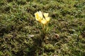 Yellow crocuses on the lawn in February. Crocus is a genus of seasonal flowering plants in the iris family. Berlin, Germany Royalty Free Stock Photo