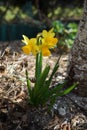 Yellow Narcissus in the garden in spring. Narcissus is a genus of predominantly spring flowering perennial plants. Berlin, Germany Royalty Free Stock Photo