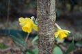 Yellow Narcissus in the garden in spring. Narcissus is a genus of predominantly spring flowering perennial plants. Berlin, Germany Royalty Free Stock Photo